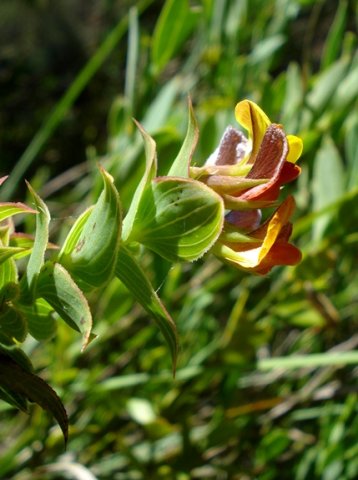 Aspalathus crenata leaves
